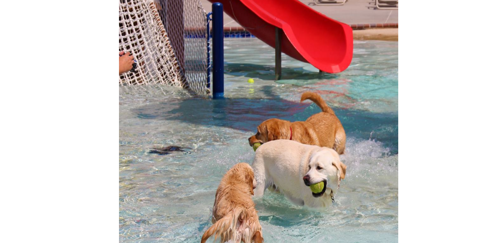 Why a Doggie Park Splash Area Helps Your Dog to Learn